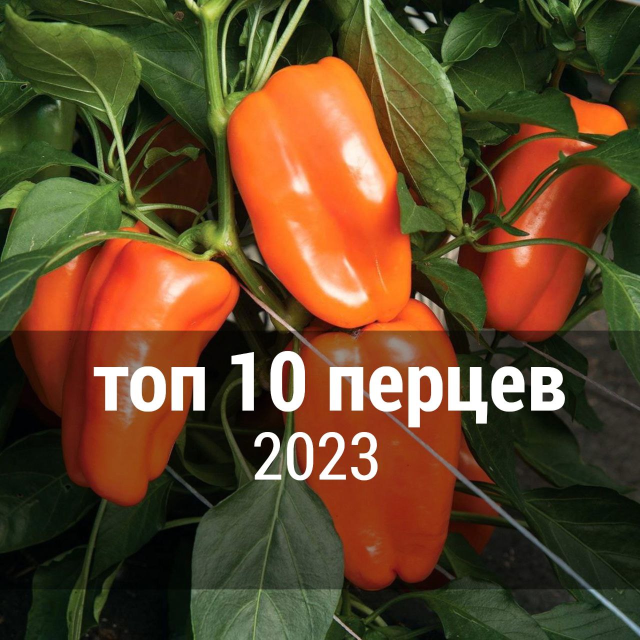 Топ популярных перцев 2023