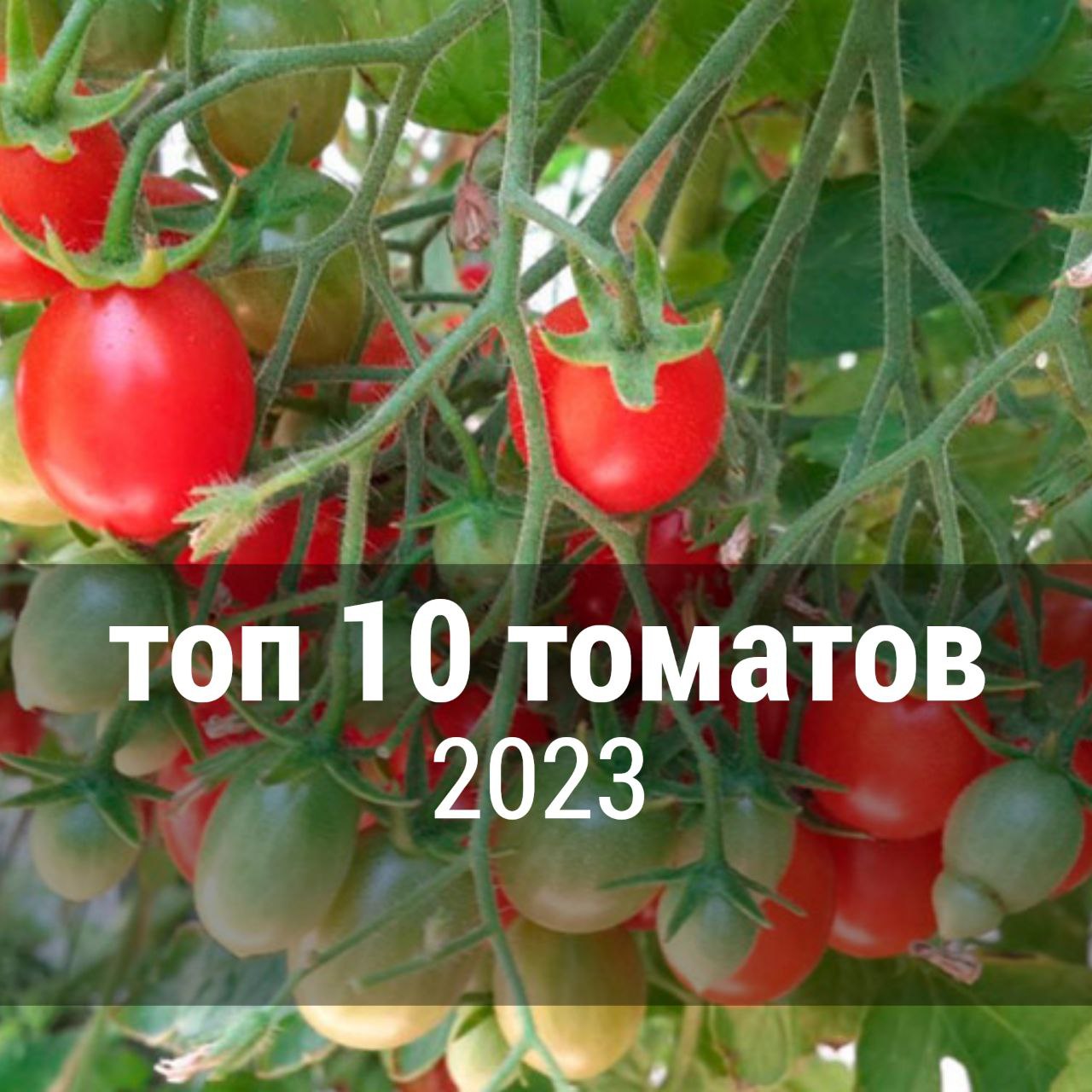 Топ популярных томатов 2023