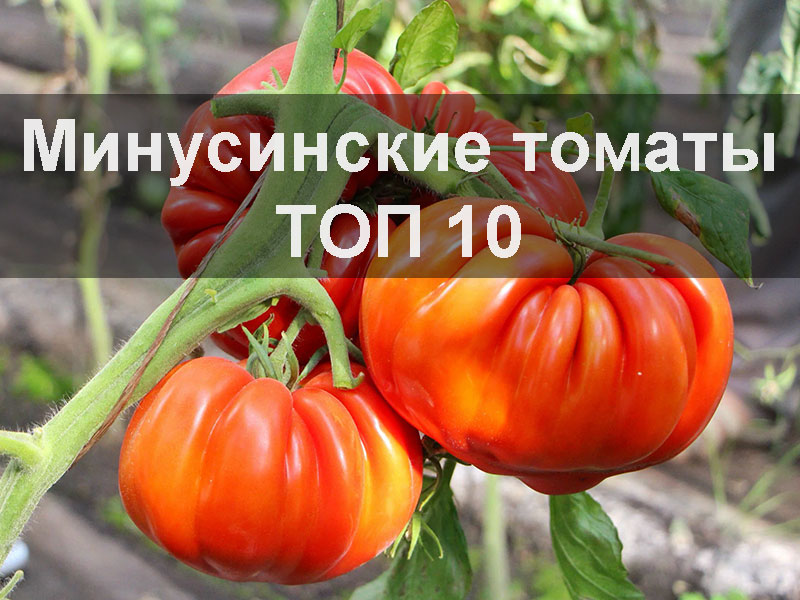 Минусинские томаты - ТОП 10