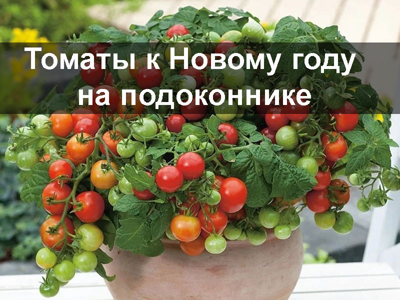 Томаты к Новому году на подоконнике
