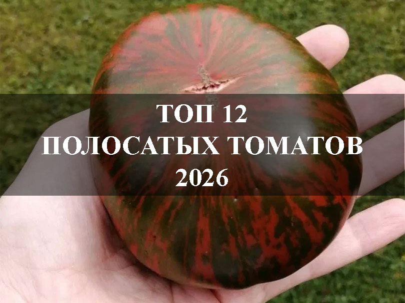 12 самых востребованных полосатых томатов 2026