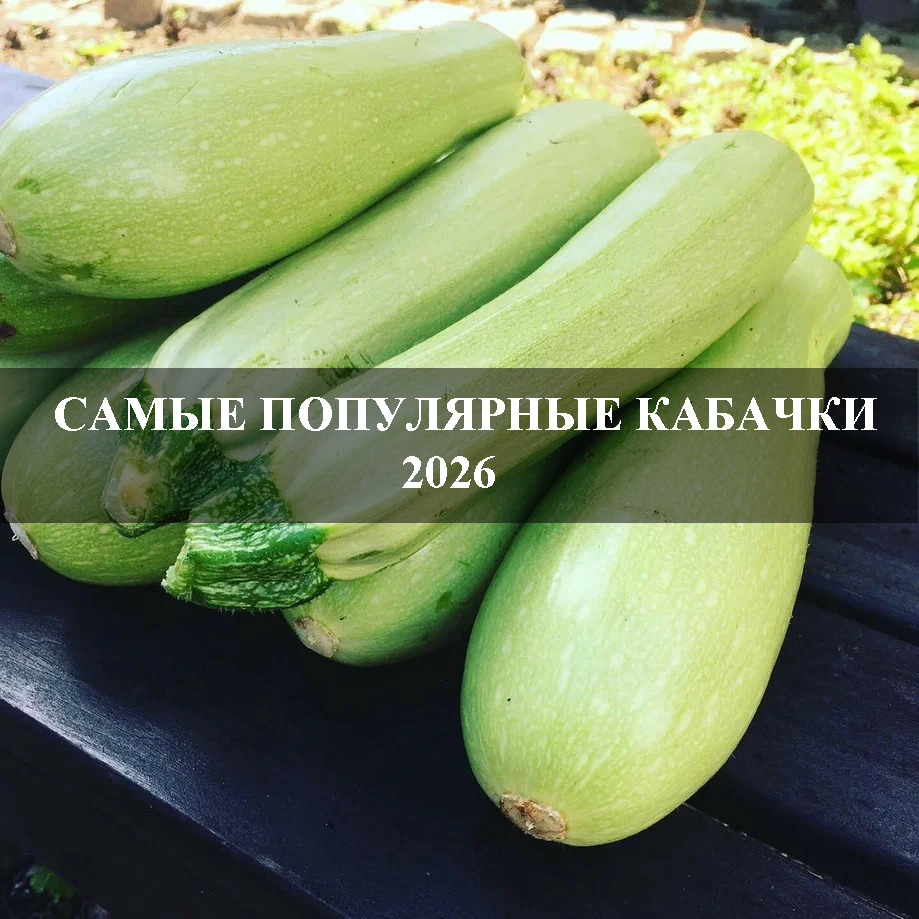 Самые популярные кабачки 2026