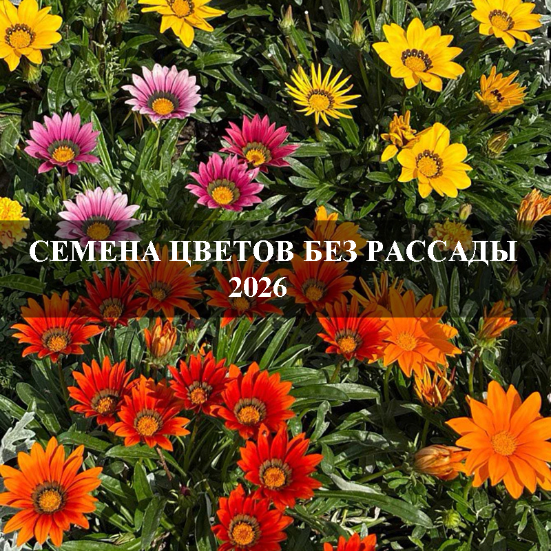 Семена цветов без рассады 2026
