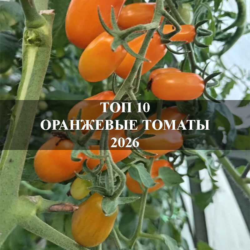 Топ 10 оранжевые томаты 2026