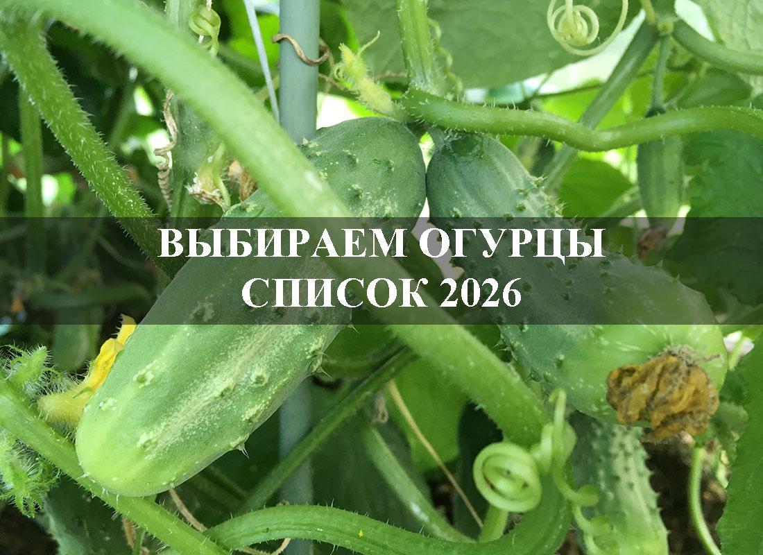 Выбираем огурцы. Список 2026