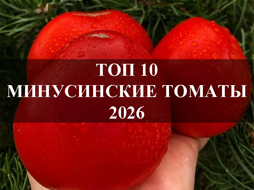 Минусинские томаты - ТОП 10 за 2026 год