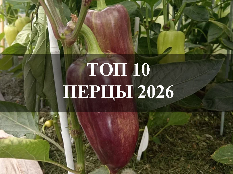 Топ 10 самые востребованные перцы 2026