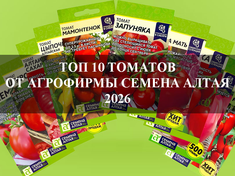 ТОП 10 томатов от агрофирмы Семена Алтая 2026