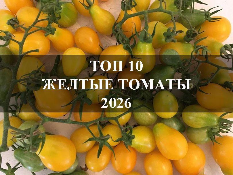 Топ 10 Желтые томаты 2026