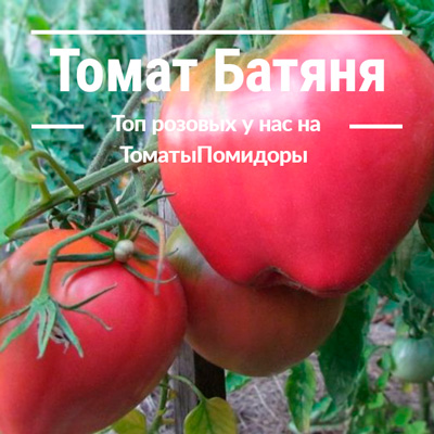 Томат Батяня - 3 место топ розовые томаты