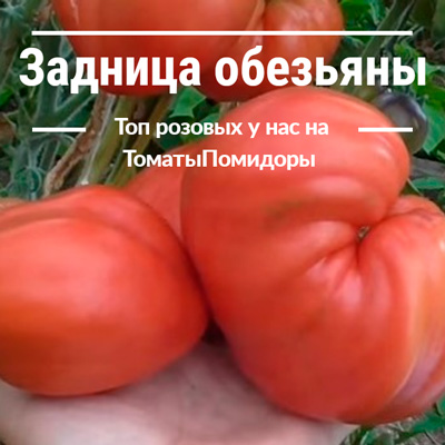 Томат Задница обезьяны - 4 место топ розовые томаты
