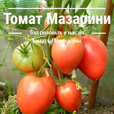Томат Мазарини - 10 место топ розовые томаты