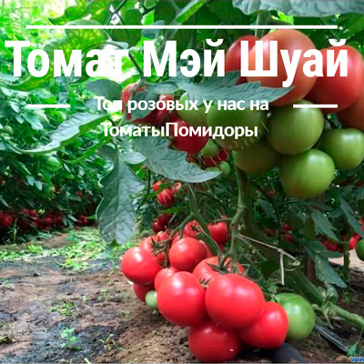 Томат Мэй Шуай - 8 место топ розовые томаты