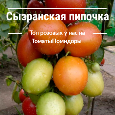 Томат Сызранская пипочка - 9 место топ розовые томаты