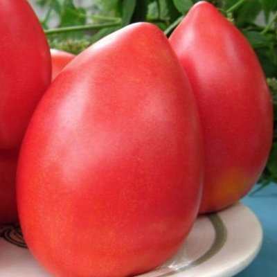 Купить томат Батяня
