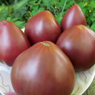 Купить томат гном Пурпурное сердце
