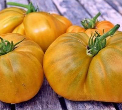 Купить томат Гном Улуру Охра