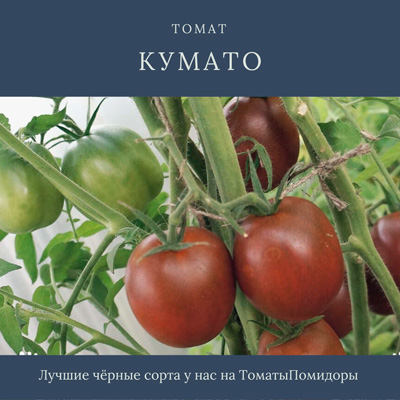 Томат Кумато - 7 место топ черные томаты