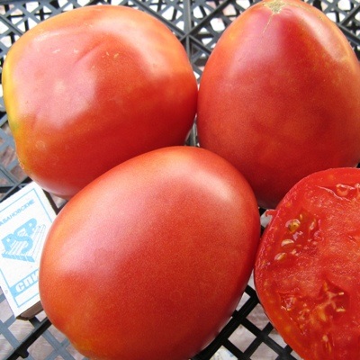 Купить томат Настенька