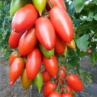 Купить томат Ниагара