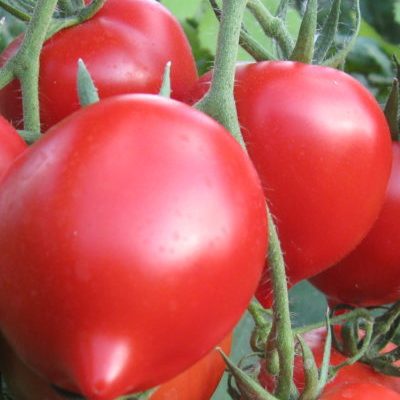 Купить томат Юбилейный Тарасенко