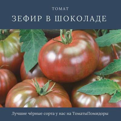 Томат Зефир в шоколаде - 6 место топ черные томаты
