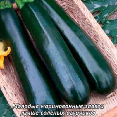 Кабачок Черный красавец