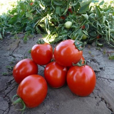 Томат Асвон F1 для открытого грунта Kitano Seeds