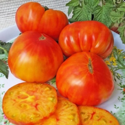 Томат Хурма (Persimmon, Персимон)