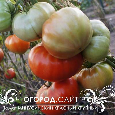 Томат Минусинский крупный