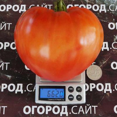 Томат Бычье сердце