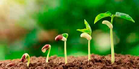 Препараты для рассады: проращивание семян, биопрепараты от болезней, стимуляторы роста