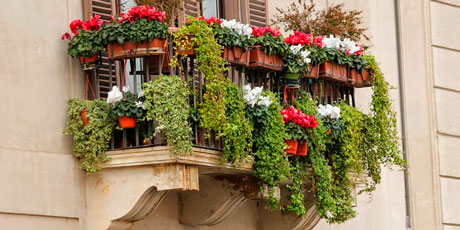 Купить цветы для балкона, балконных ящиков