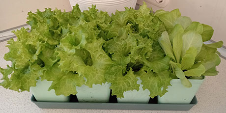 Огород на подоконнике, на балконе