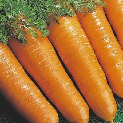 Купить семена Морковь Витаминная 6 в пакетах