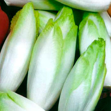 Цикорий салатный Конус (витлуф) семена - купить с доставкой по России иЕкатеринбургу - интернет магазин семян Томаты Помидоры