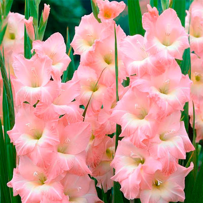 gladiolus pink supreme