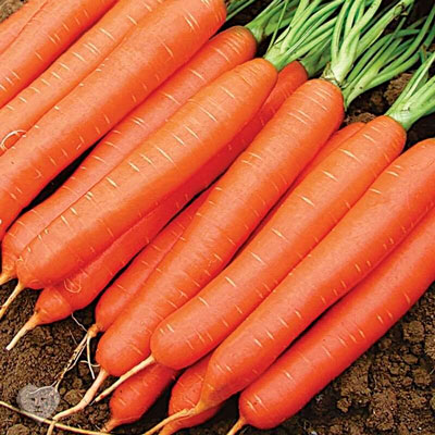 Купить семена Морковь Длинная тупая без сердцевины