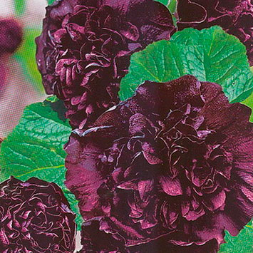 Купить семена Шток-роза Королевская черная