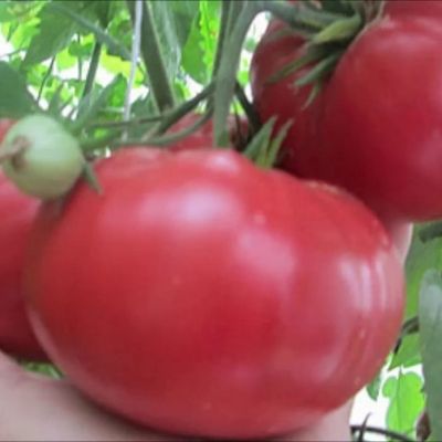 Томат Жрица (сибирские томаты) семена - купить с доставкой по России иЕкатеринбургу - интернет магазин семян Томаты Помидоры