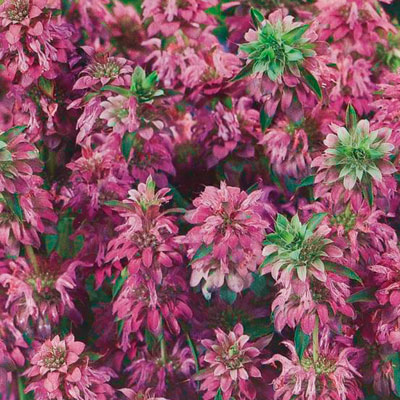 Цветы бергамота купить раскраски с цифрами по цветам купить