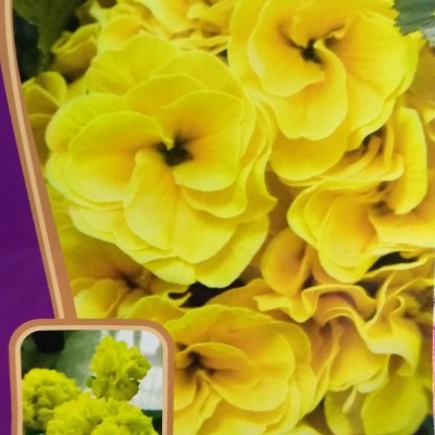 Купить герань с желтыми цветами гортензии в томске