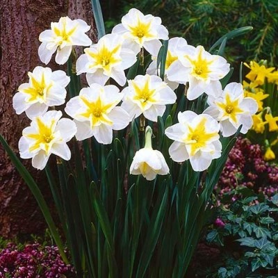 Купить Нарцисс Лемон Бьюти белый с ярко-желтой звездой в центре (Narcissus Lemon Beauty)