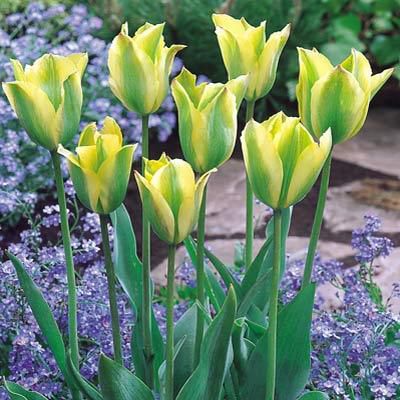 Купить Тюльпан Формоза зеленоцветный (Tulip Formosa)