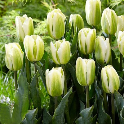 Купить Тюльпан Грин Спирит Триумф белозеленый (Tulip Green Spirit)