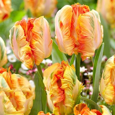 Купить Тюльпан Пэррот Кинг попугайный желтый, оранжевый, зеленый (Tulip Parrot King)