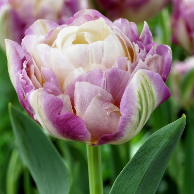 Купить Тюльпан Свит Дезире махровый поздний сиреневый (Tulip Sweet Desire)