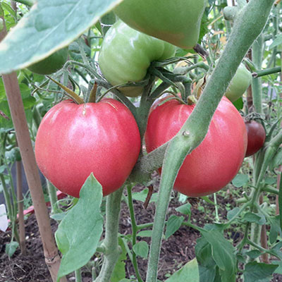 купить семена Томат Абаканский розовый Сибирские томаты