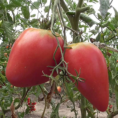 купить семена Томат Обские купола F1 розовый Сибирские томаты