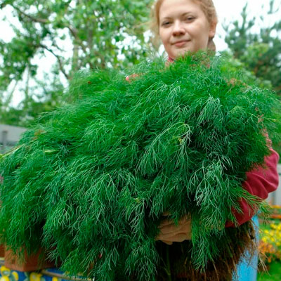 Купить семена Укроп Русский размер